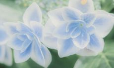 探讨微信聊天中富有高贵优雅感受的语句