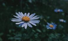 探讨情感失望的种种表达方式:满载心痛、沉浸沮丧、抱怨不尽的句子阐述