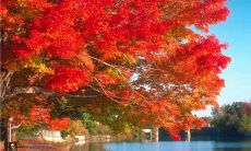 收录官场正派必备之为官廉政的格言大全、反腐倡廉名言警句