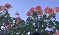 让人深陷其中的极度柔情小众文案