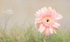 如何用精美的词语表达立夏之日的祝福？