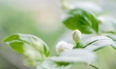 心心念念，苦恼缠绵：内心深处的思念之句