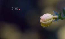 表达情感和思考的谷雨句子,是发布朋友圈时的理想选择!