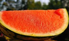 夏日优美短句语录,选自恋爱小说、诗歌及随笔之中,感受意境与热情沸腾