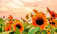 30条热爱生活的精美句子,赋予你无限灵感和动力!