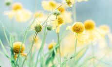 夏日里的香气与美好,让人沉醉在无尽的田园诗意中