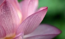 美好句子，渴望燃起夏日的热情和期盼，静待美妙人生季节的到来!