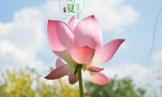 一些温馨的祝福语，祝福大家在立夏这个特别的日子里平安、快乐并拥有幸福的一年