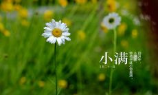 送给你的小满祝福短信，祝福你在小满节日中得到丰收与快乐！