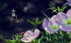 分享:今天是小满祝福语的日子,让我们一起送出真挚的祝福!