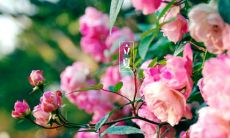 分享给你最新的2021年立夏节气祝福语，让你在这个长长的夏季温馨祝福全家人，让每个炎热的日子都充满了快乐和喜悦！