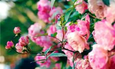 在立夏之际，送上丰富多彩的祝福语大合集，让你用最真诚的话语为朋友、亲人送上温馨祝福，共同迎接属于夏天的美好与喜悦！