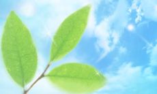 立夏来袭，挑选讲句子迎接夏天到来的美好心情寄语！