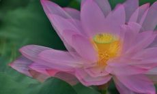 的夏至传说:揭秘古代文化中与夏至相关的神话故事,探究其背后蕴含的哲学与文化内涵,感受夏至节日的独特韵味与浓郁情感