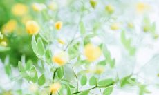 沐浴仙气，弥漫神奇气息的华丽文案句子