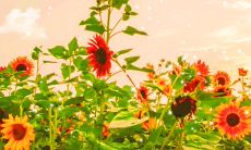 摆脱熬夜痛苦，提升生活品质的早睡早起正能量句子