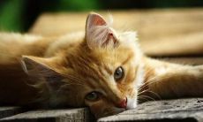 哲学句子:简洁优美而珍贵的亲情之间的深刻思考与沉思