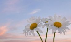 美好的一天从早安心语开始:分享早安祝福和励志语句,为每个人带来温馨、充满动力和快乐的新一天!