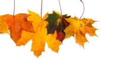 难忘秋天落叶伤感之际，传情爱情句子催人泪下