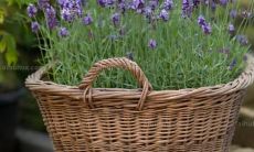 混杂着悲伤和欢乐情感的句子，带有复杂而又丰富的情感叙事