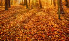 如何用句子抒发深秋的忧伤和感伤?