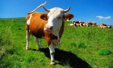 拥有祥瑞之意的、适用于属牛人的、带来好运的词汇及成语