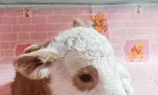 祝福语盘点 | 牛年生肖头像带字祝福语，祝你新的一年万事如意，生日快乐！