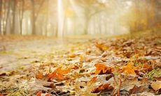 秋季客户问候短信大全：祝福与感恩的词汇浓缩，跨越时间和地域的沟通纽带！