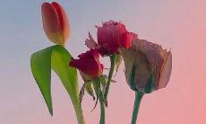 经典的真心话大冒险句子集合，让你挑战心理极限，感受未知的惊险体验！