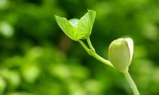 探索内心世界的美丽句子，引领思维飞翔的唯美表达