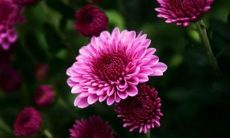 一路陪伴我,秋菊的唯美句子,让我感受到深层的情感共鸣