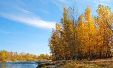 深入探究引发莫名心烦的语句并提供有效应对方案的综合性研究