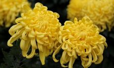 一篇赞美秋菊的华丽句子，表达对这美丽花朵之伟大欣赏之情！