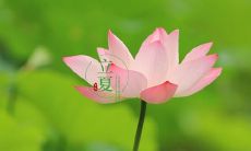 思考“立夏”这个节气所带来的情感体验——一位微信用户倾心述说自己的心情