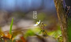 欢庆春分的祝福语，精美图片为您带来温暖的季节祝福！