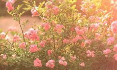 措辞友好的酒店短信问候方式,以增加客户亲近感和满意度