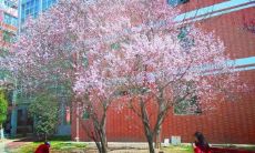 一些充满欢乐和甜蜜气氛的描述人类愉悦状态的句子