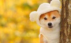 一些让人感到高兴、欢笑的、妙趣横生的句子