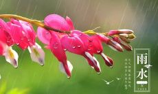 涵盖各种场合的经典祝福语，表达对雨水的感激与祝福