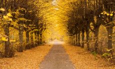 闲适秋日里优美的景致——唯美而精细的秋季描写句子