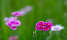 让您每天都充满欢笑和愉悦的句子!