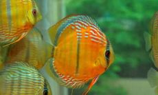 让你感受到鱼群美丽与神秘：令人陶醉的关于鱼的美妙句子