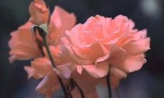 沉浸在友情痛楚中的绝望情绪，长篇唯美句子集合