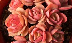 探讨友情和爱情之间的区别和相似之处的精彩句子