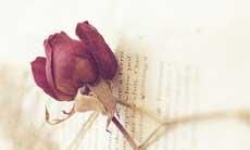 一些的标题：在经历过失恋后，经验丰富的人们不再需要别人对生活进行指导，他们已经学会了如何自己处理情感问题