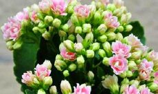 将友谊比喻为春天的寓言式句子，赞颂情谊之美好、蕴含人生意义与深刻启示