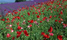 珍视友情的话语:优美动人的表达更多的情感共鸣