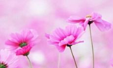 没有什么比母爱更纯粹,没有什么比父爱更坚定,家庭的温暖永远是我们生命中最美好的情感