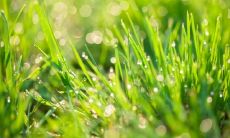 赞颂春天美景的传统诗词集锦