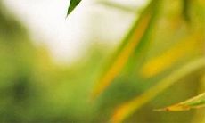 30个优美抒情短句，感受立春的温暖与美好